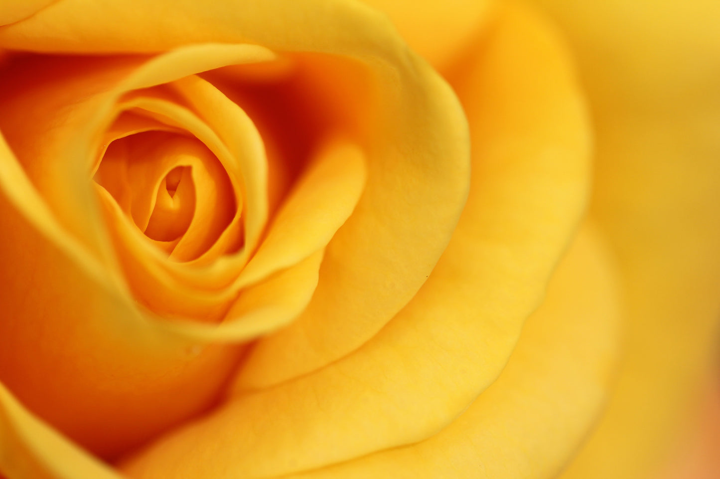 Premium Yellow Roses