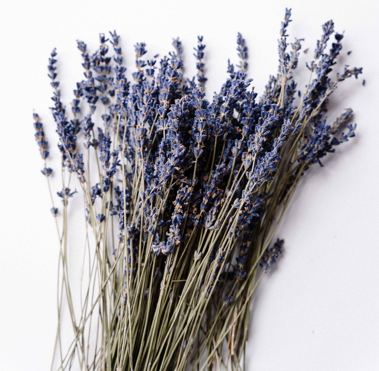 Fresh English Lavender