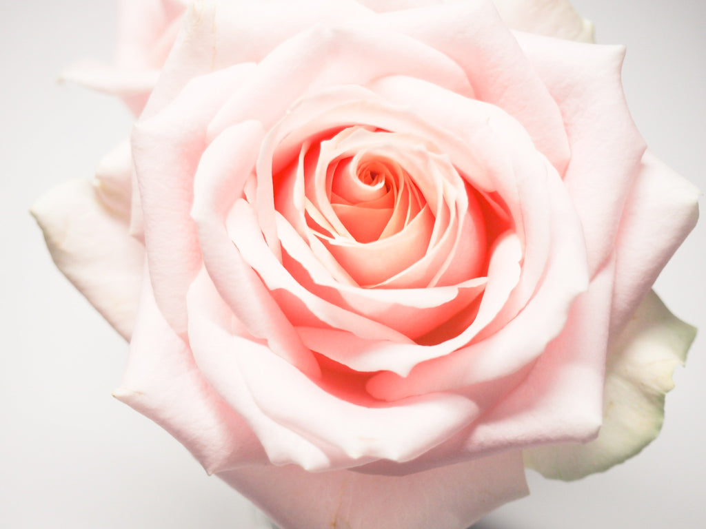 Premium Pink Roses