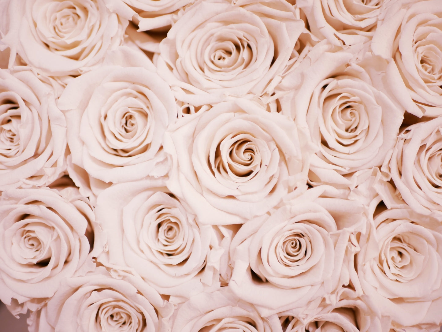 Premium Quicksand Rose