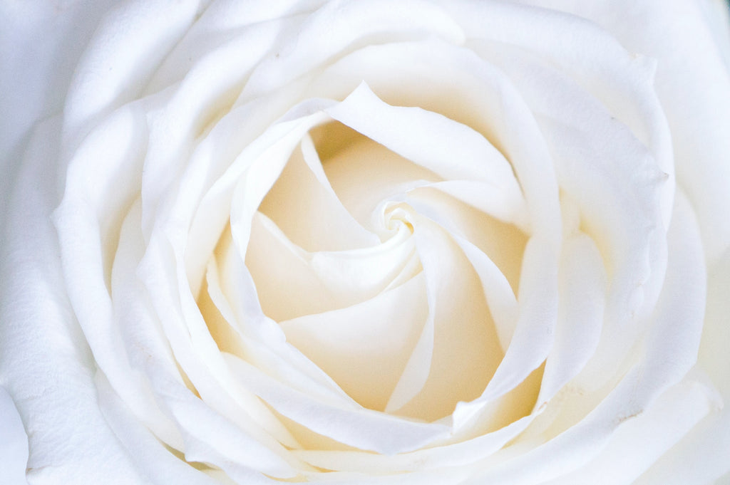 Premium White Roses