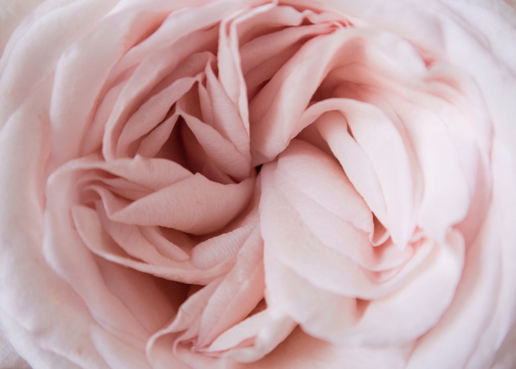 Garden Roses And David Austin Collections