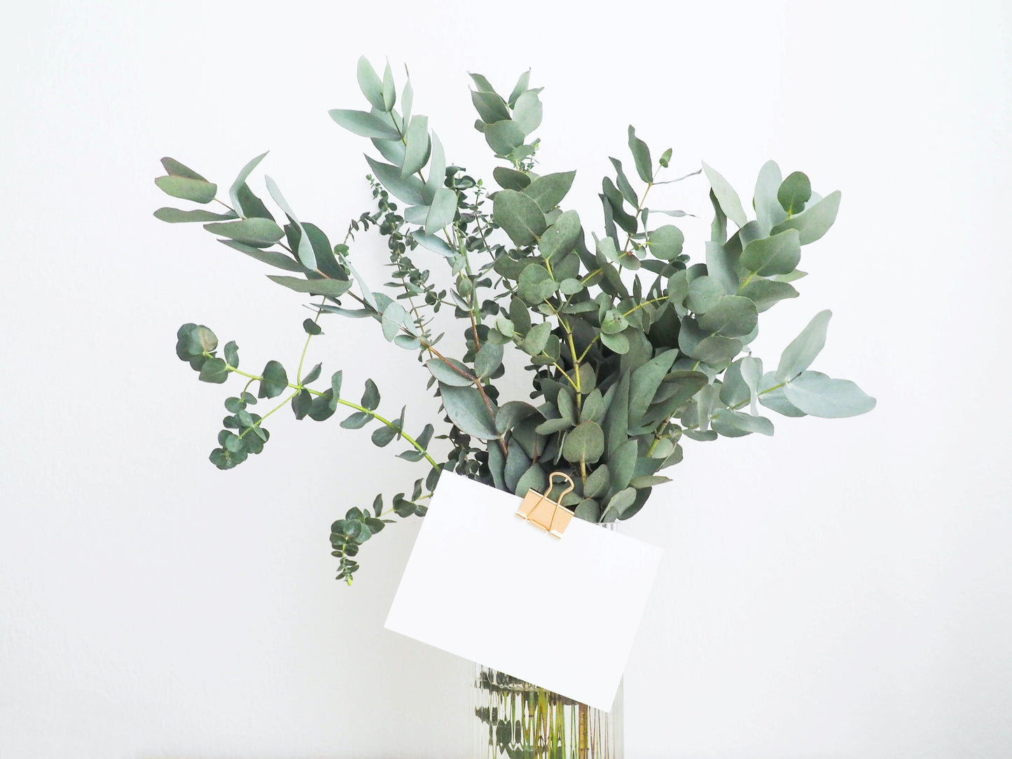 Eucalyptus Leaves